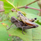 Scudder’s short-winged grasshopper