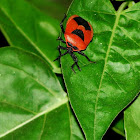 Red Pumpkin Bug