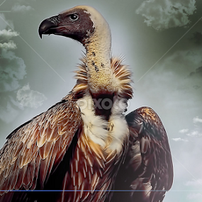 Handsome Guard by Zoe Walker Designs - Animals Birds