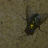 Green blowfly
