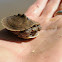 Ouachita map turtle (hatchling)
