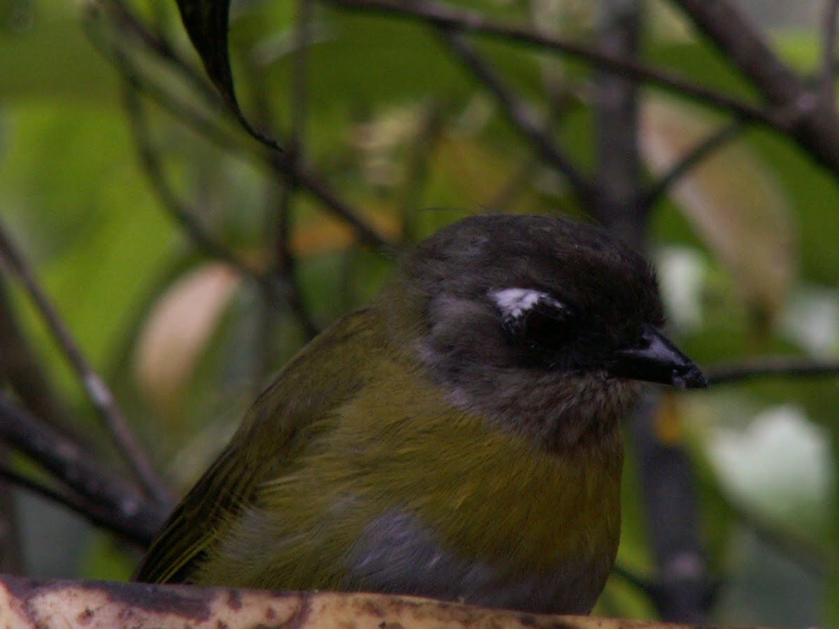 Common Bush-Tanager