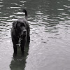 Dog (Great Dane / Swiss Mountaindog)