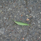 An Orthopteran