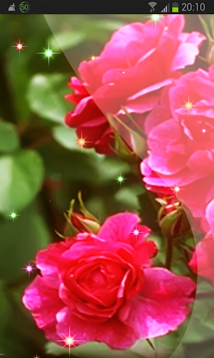 Beautiful Roses Wallpaper