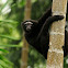 Western Hoolock Gibbon Male & Female
