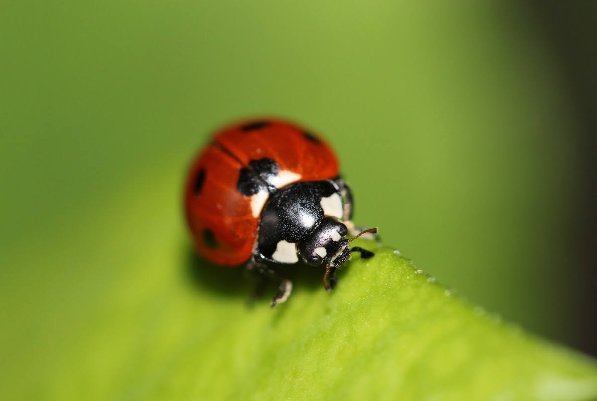 Seven-spotted Ladybeetle