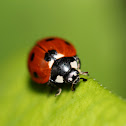 Seven-spotted Ladybeetle