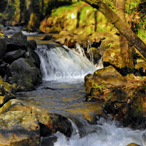 Água e vida by Ana Batista Constantino - Landscapes Forests