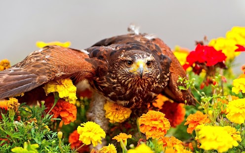 How to download Hawk  Wallpaper patch 1.0 apk for android