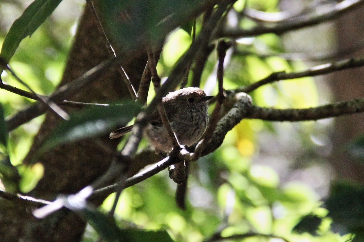 Speckled Warbler