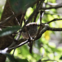 Speckled Warbler