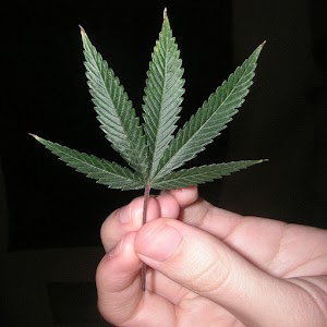 History of Cannabis logo