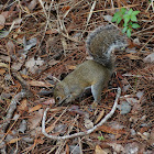 Gray squirrel