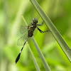 Green Marsh Hawk