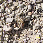 White-lined Sphinx Moth