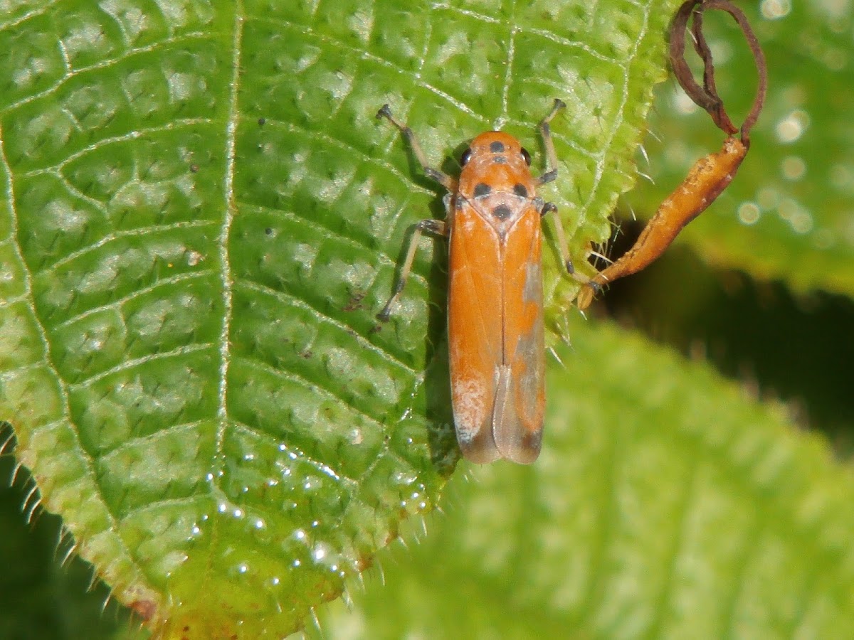 Orange Leafhopper