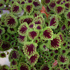 Coleus