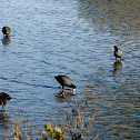 American Coot