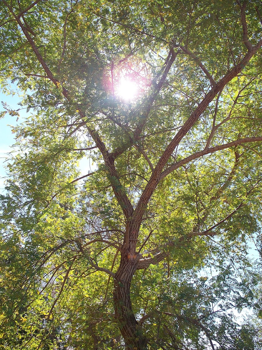 Tipu tree