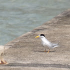 Least Tern