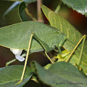 Greater Angle-wing Katydid with spermatophore