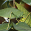 Greater Angle-wing Katydid with spermatophore