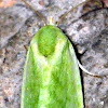 Bollworm Moth