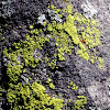 lime green Lichen
