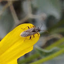 Mirid Plant Bug