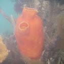 Sea Squirt