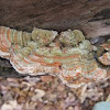 The Gilled Polypore mushroom