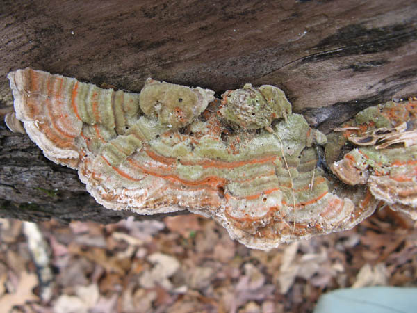 The Gilled Polypore mushroom