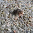 Roly Poly or Pillbug