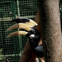 malabar Pied Hornbill