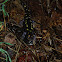 Spotted Salamander