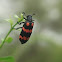 Orange blister beetle