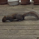 Eastern gray squirrel