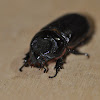 Indian rhinoceros beetle