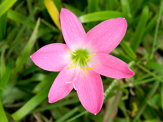 Cuban zephyr lily, pink rain lily