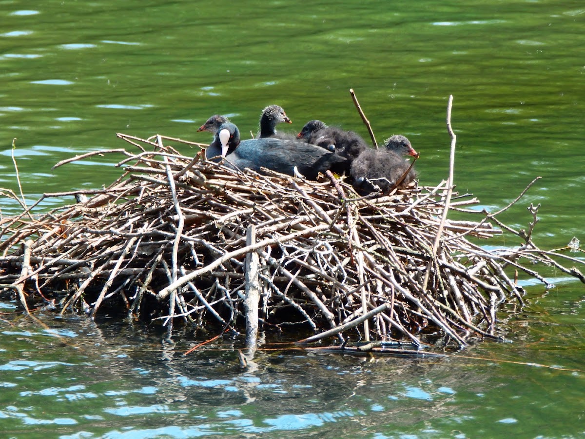 Eurasian coot nest