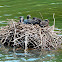 Eurasian coot nest