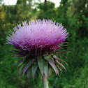 Musk thistle