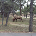 Elk