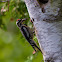 Yellow-bellied Sapsucker