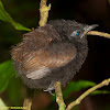 Chestnut-backed Antbird baby