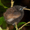 Chestnut-backed Antbird baby