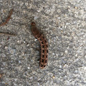 Southern armyworm caterpillar