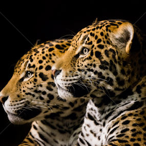 Jaguar Pair III by Abeselom Zerit - Animals Lions, Tigers & Big Cats
