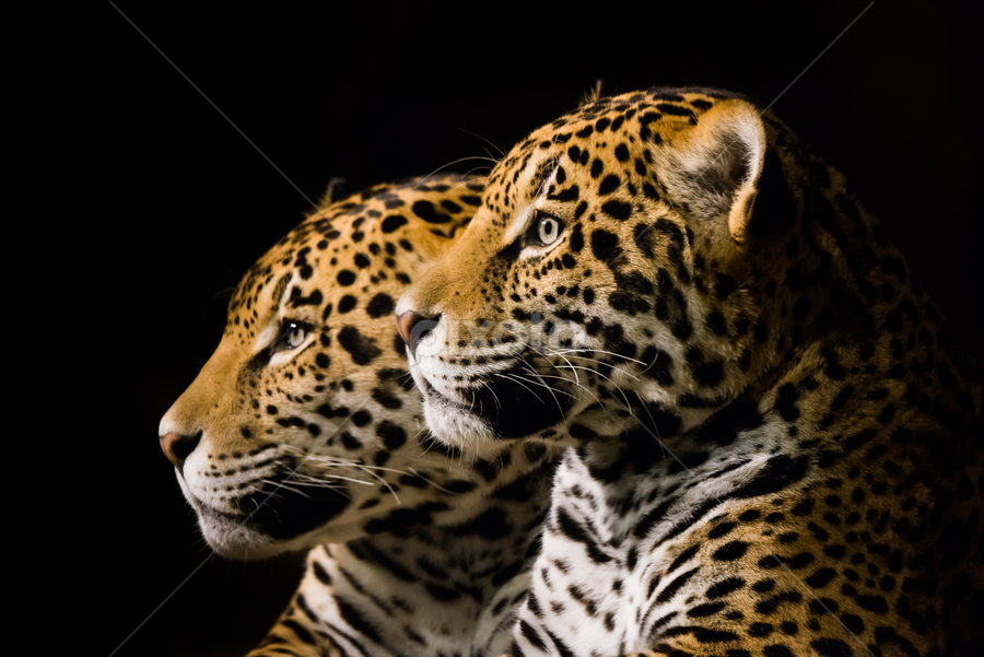 Jaguar Pair III by Abeselom Zerit - Animals Lions, Tigers & Big Cats